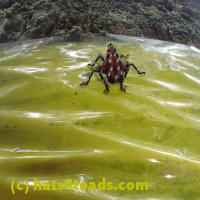 /home//u458753944/public_html/sourcegallery//Insects and small critters/aphids cicadas lanternflies and true bugs (Hemiptera)/P7070825.JPG